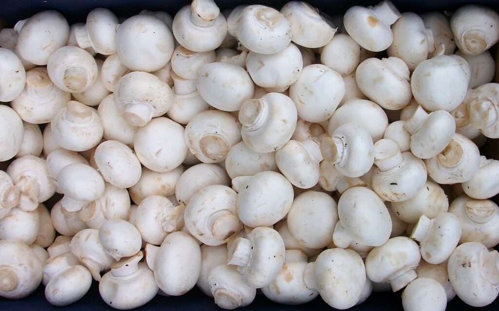 Φρέσκα μανιτάρια Agaricus bisporus - μανιτάρια και αδυνάτισμα στη δίαιτα